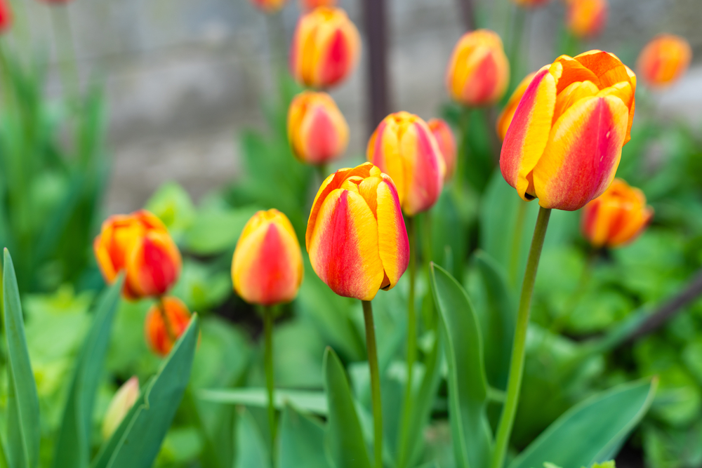 KŐRÖSHEGYI TULIPÁNSZÜRET - MAGYARORSZÁG UTAZÁS utazás ajánlat - Z(s)eppelin